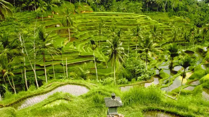 Caminata por las terrazas de arroz Tegallalang
