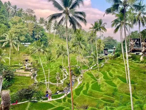 Degustación en plantación de café
