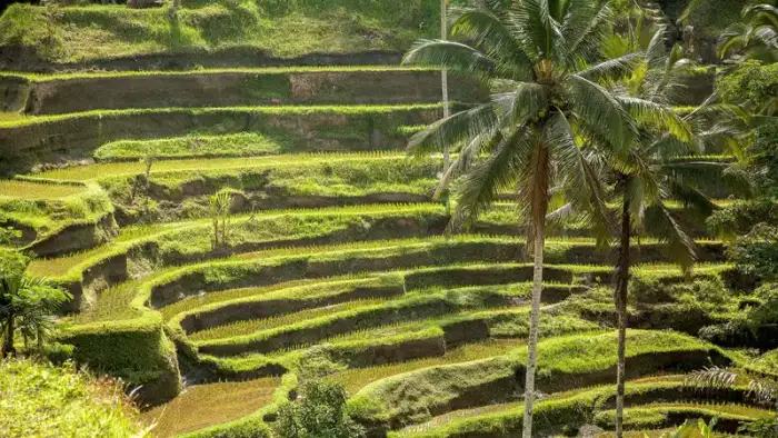 Caminata por las terrazas de arroz
