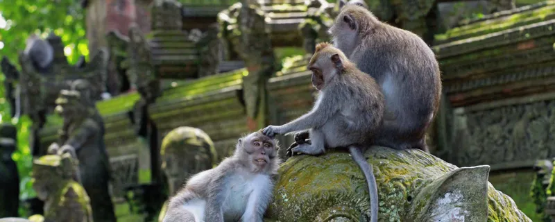 Santuario del Bosque de los Monos en Ubud