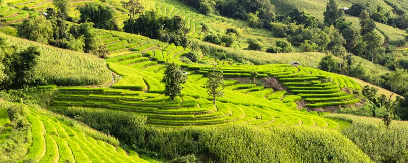 Vista panorámica de las Terrazas de Arroz Tegallalang