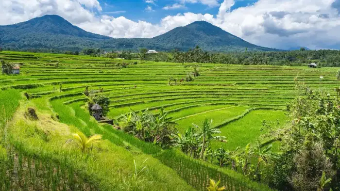 Sendero a la cascada en la jungla