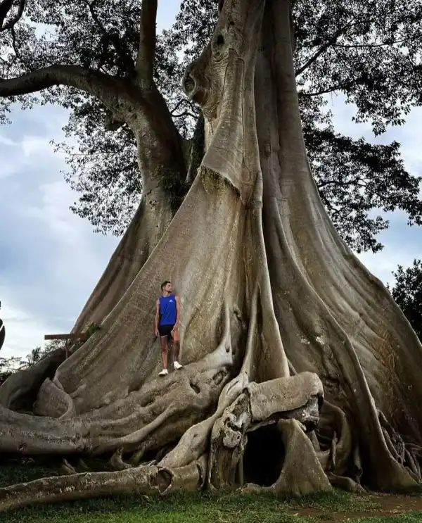 Raíces del árbol ancestral Bayan