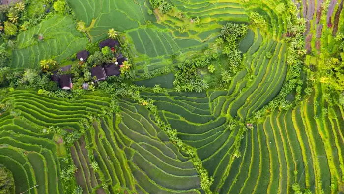 Sendero en la jungla