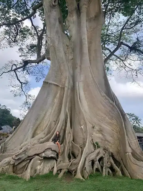 Árbol Bayan gigante en Bali