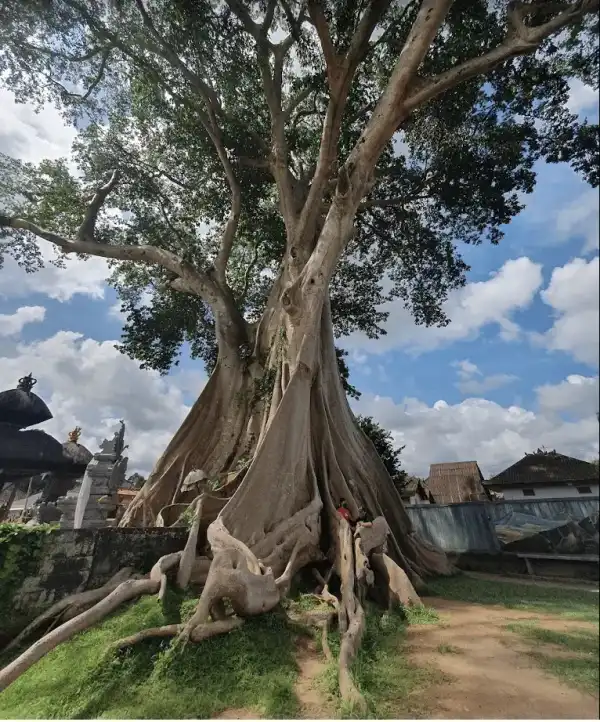 Vista de la naturaleza del oeste de Bali