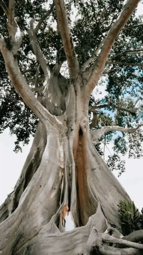 Raíces del árbol ancestral