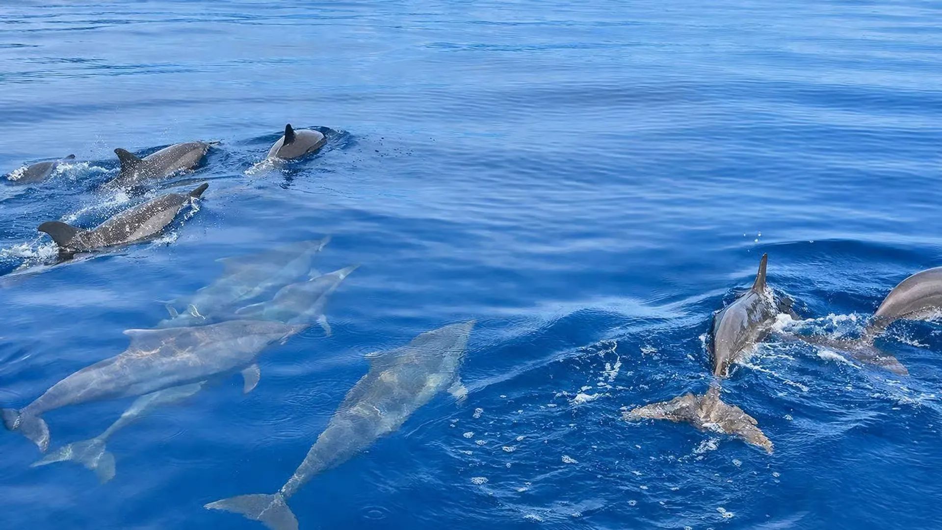 Delfines salvajes saliendo a la superficie junto a un barco privado en Lovina, Bali