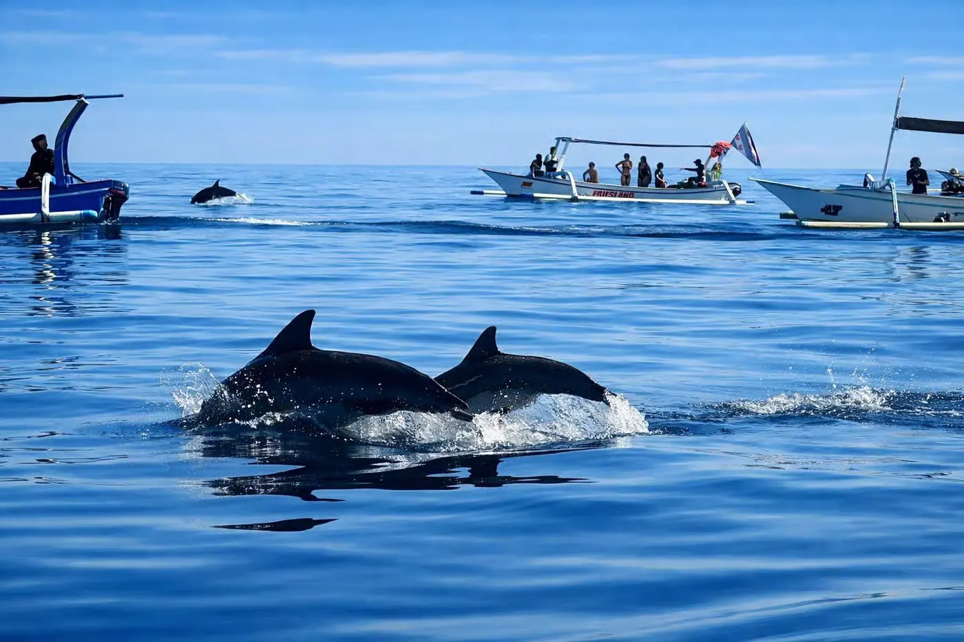 Delfines salvajes y barco privado en Lovina, Bali 2