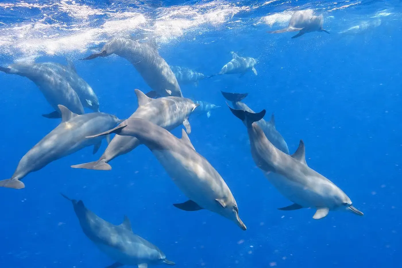 Delfines salvajes y barco privado en Lovina, Bali 4