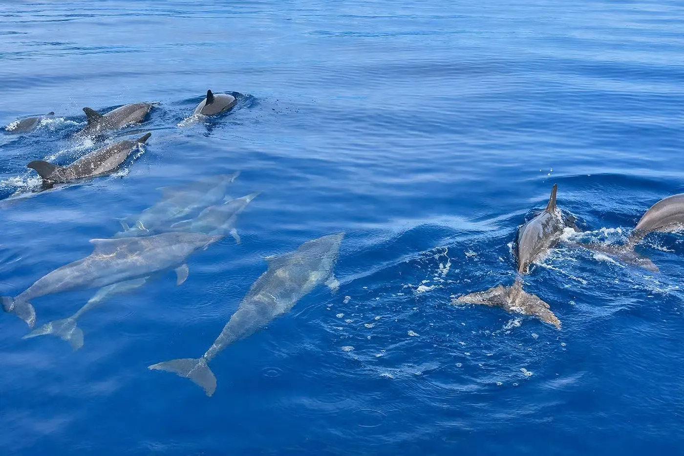 Delfines salvajes y barco privado en Lovina, Bali 7