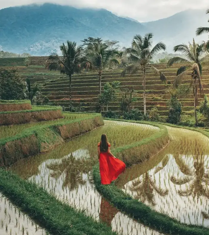 Lo mejor de Ubud en un día 12