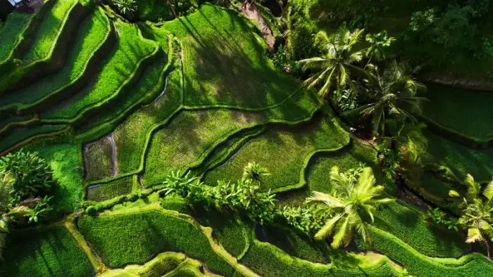 Lo mejor de Ubud en un día 13