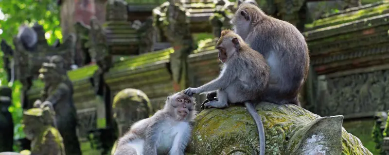 Bosque Sagrado de los Monos en Ubud