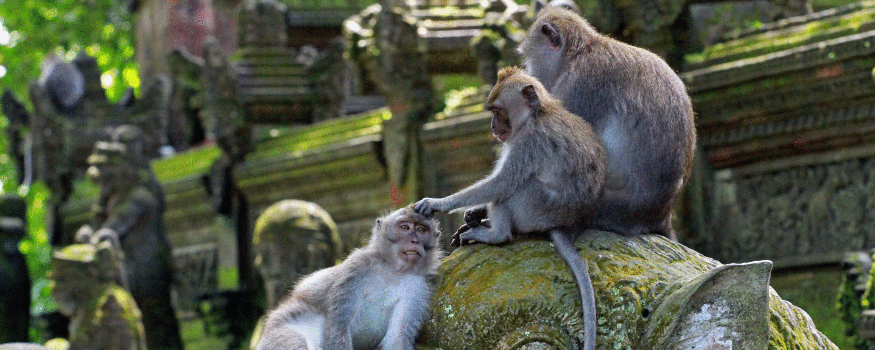 Monkey Forest